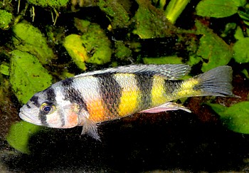 Haplochromis spec Lake Nawampasa 