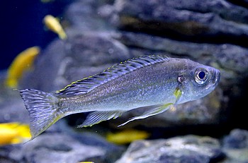 Haptotaxodon trifasciatus 