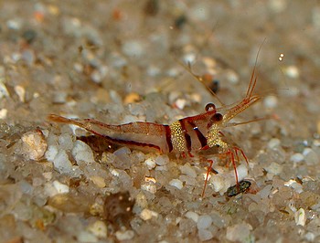 Caridina woltereckae, Harlekingarnele, Swassergarnele