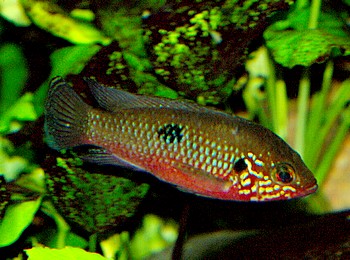 Hemichromis cristatus 