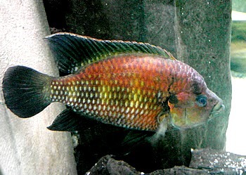 Hemichromis frempongi Bosumtwi-Fnffleckbarsch 02