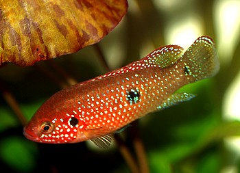 Hemichromis guttatus