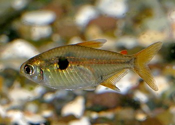 Hemigrammus arua