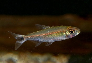 Hemigrammus cf levis 