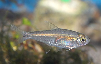 Hemigrammus elegans Goldstrich-Glassalmler 