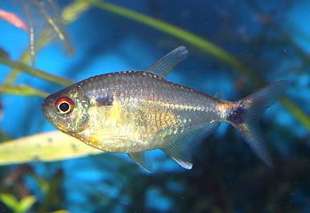 Hemigrammus ocellifer Laternentrger