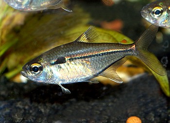 Hemigrammus ulreyi, Goldflossensalmler