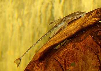 Hemiloricaria formosa Atabapo-Prachthexenwels 