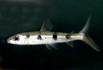 Hemiodus cf tocantinensis