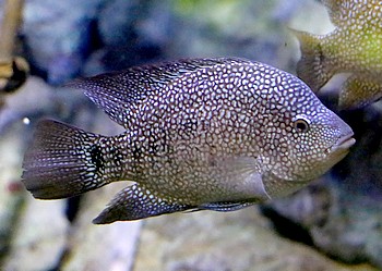 Herichthys cyanoguttatus 
