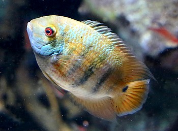 Heroina isonycterina 