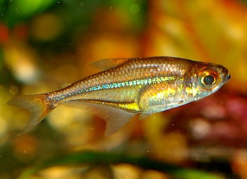 Heterocharax macrolepis