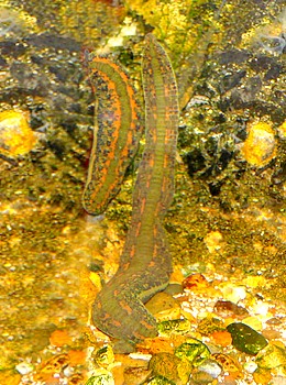 Hirudo verbana Medizinischer Blutegel 