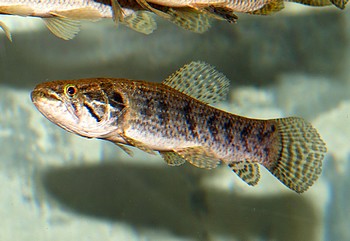 Hoplias malabaricus Tigersalmler 