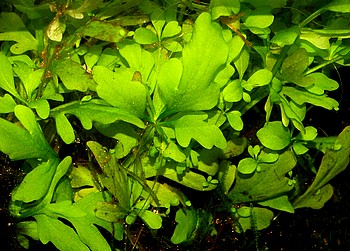 Ceratopteris cornuta, Hornfarn