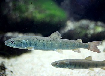 Danubo salmon, Huchen