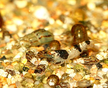 Caridina cf. breviata, Hummelgarnele, Süßwassergarnele Caridina cf. breviata, Hummelgarnele, Süßwassergarnele