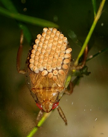 Hydactus spec., Indische Schwimmwanze