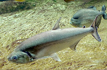 Hydrotycus armatus, Groer Wolfssalmler