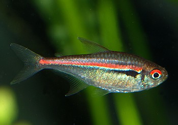 Hyphessobrycon amapaensis