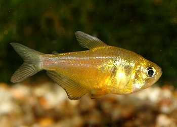 Hyphessobrycon bifasciatus Gelber von Rio 