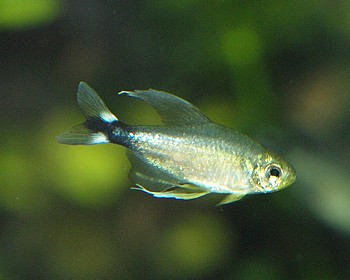 Hyphessobrycon elachys Schilfsalmler