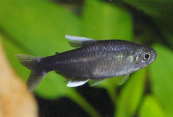 Hyphessobrycon negodagua