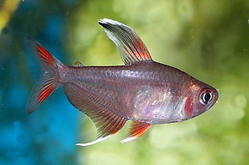 Hyphessobrycon rosaceus 