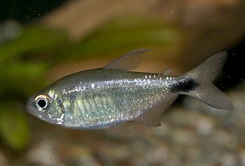 Hyphossobrycon cf. loweae