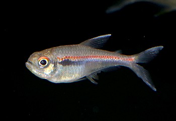 Hyphossobrycon montagi 