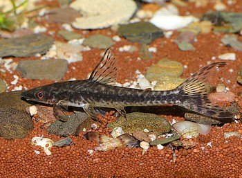 Hypoptopoma gulare Riesen-Gitterohrharnischwels 