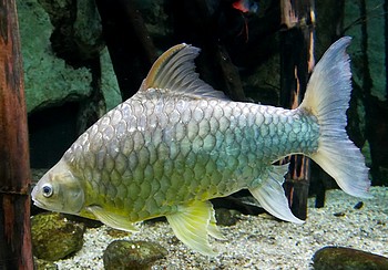 Hypsibarbus wetmorei Wetmore-Barbe 