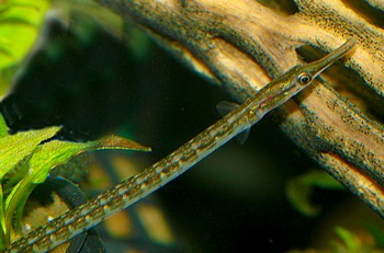 Ichthyocampus carce Indische Swassernadel 