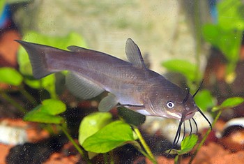 Ictalurus nebulosus Katzenwels