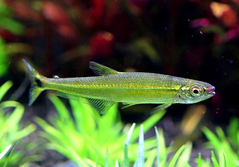 Iguanodectus geisleri Geislers Eidechsensalmler 