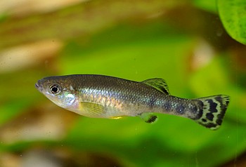 Ilyodon furcidewns Colima-Kärpfling 