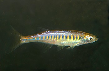 Inlecyprus auropurpureus Inlesee-Krpfling