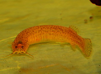 Ituglanis amazonicus Amazonas-Schmerlenwels 