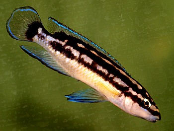 Julidochromis ornatus