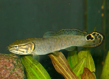 Amia calva, Kahlhecht, Schlammfisch