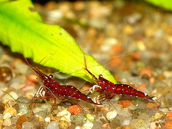 Caridina dennerli, Kardinalsgarnele, Swassergarnele