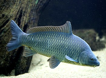Cyprinus carpio, Karpfen