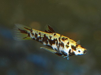 Phallocerus caudimaculatus, Kaudi 