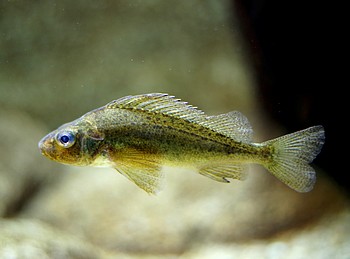 Gymnocephalus cernuus, Kaulbarsch