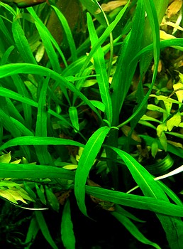 Hygrophila corymbosa, Kirschblatt