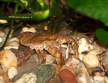 Aegla spec., Krabbenkrebs