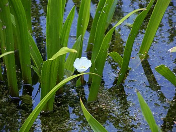 Stratiodes aloides, Krebsschere