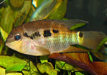 Krobia itanyi Augenfleckbuntbarsch 