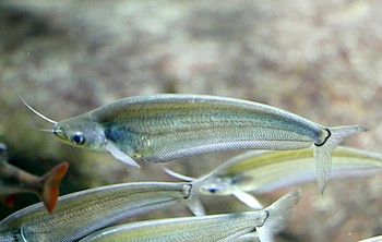 Kryptopterus cryptopterus Schwarzschwanz-Glaswels 02