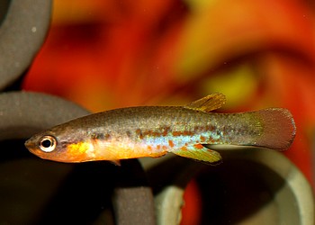 Rivulus cylindraecus, Kuba-Bachling